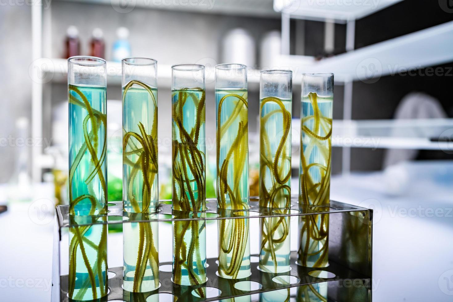 Agroindustria del futuro: Biotecnología de Algas